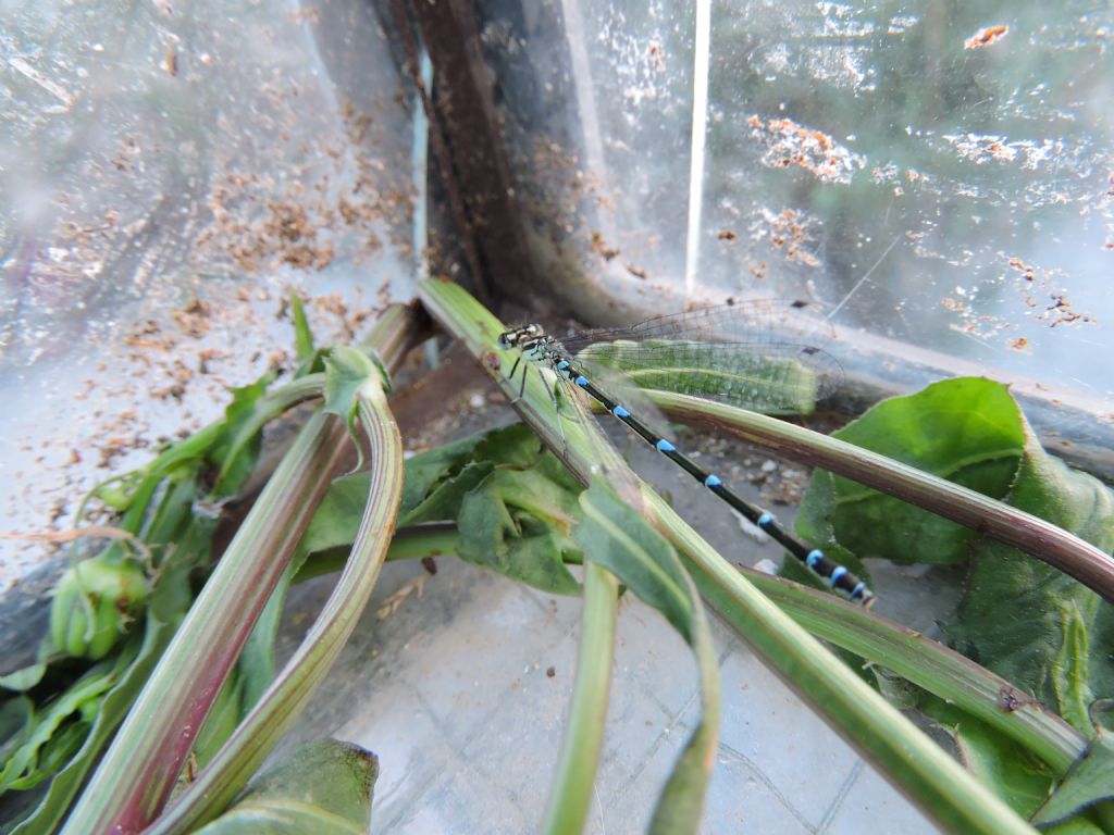 da identificare: Coenagrion pulchellum f. mediterraneum